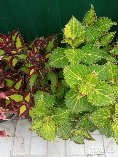 Колеусы укоренные в стаканчиках в грунте