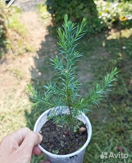 Можжевельник лекарственный