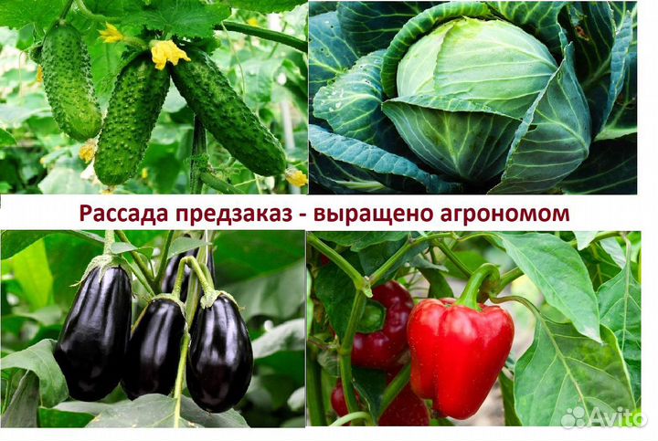 Рассада баклажанов