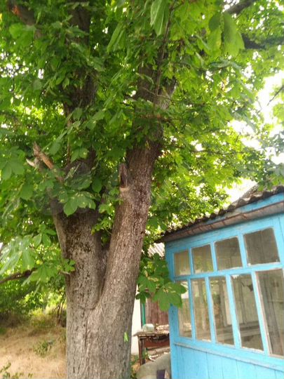 Участок 8 сот. (ИЖС)