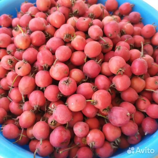 Боярышник плоды