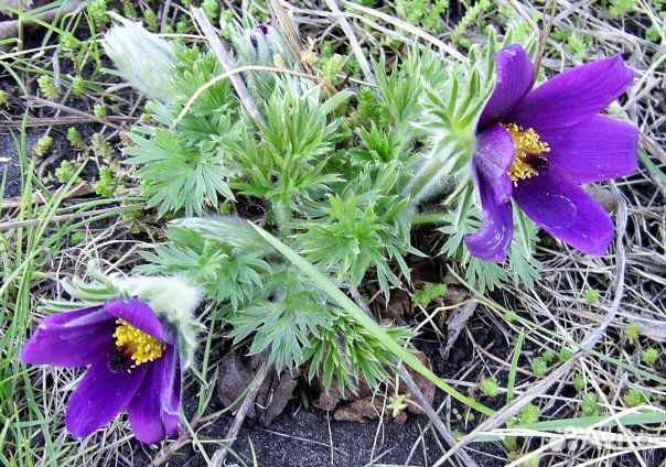 Семена прострела, три цвета