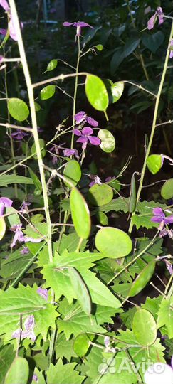 Семена Лунария