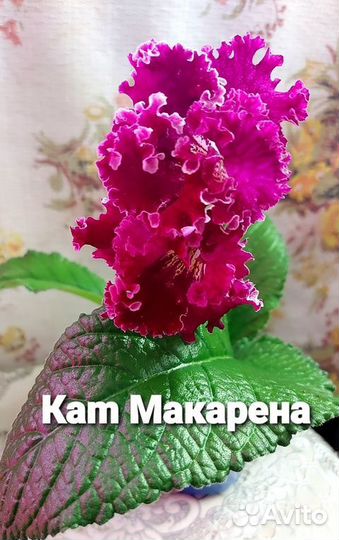 Стрептокарпус детки