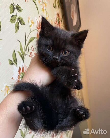 Скоттиш страйт (шотландский прямоухий котенок)