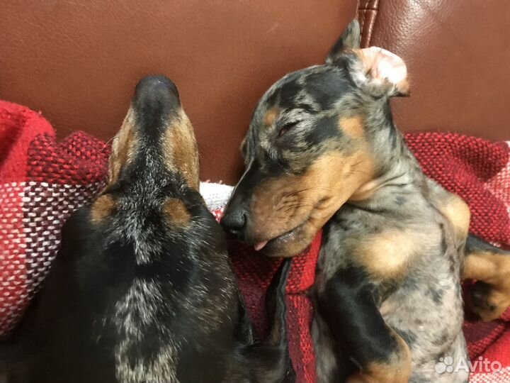 Догситтер передержка маленьких собачек