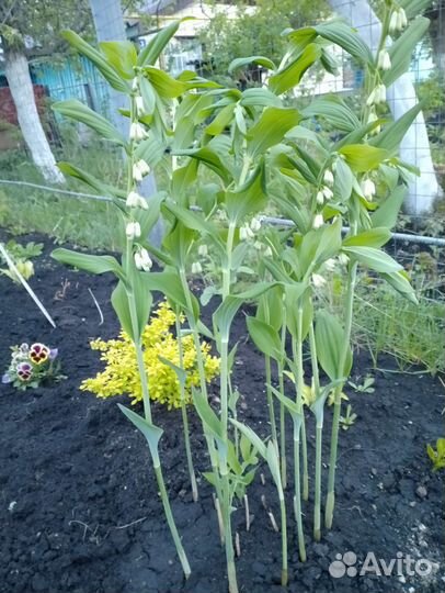 Садовые цветы многолетники, купена