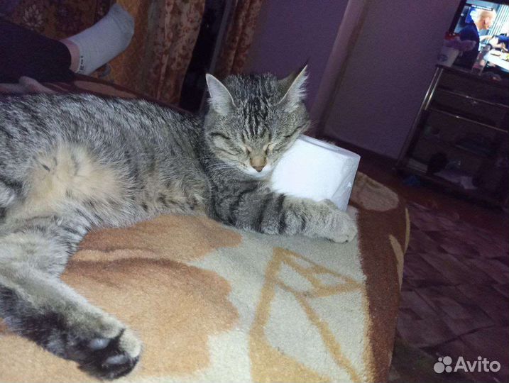 Кошка