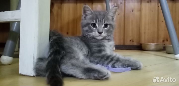 Котята мейн-кун метис за так