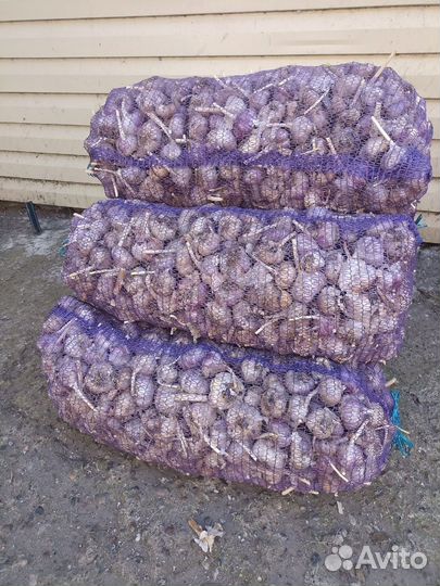 Чеснок домашний