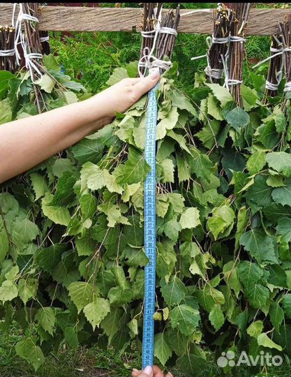 Свежие березовые веники