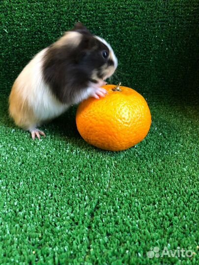 Морские свинки. Девочки. 1 мес