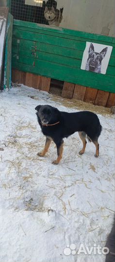 Собака Люся