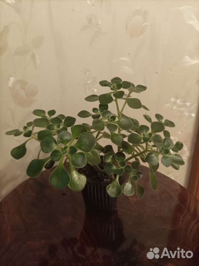 Аихризон дерево любви