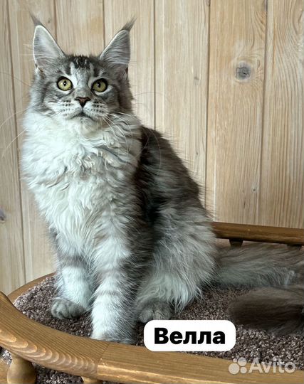 Мейн-кун котята