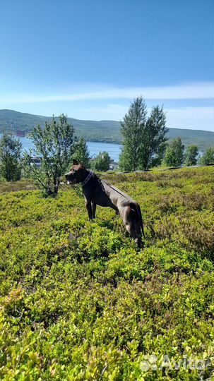 Питбуль вязка