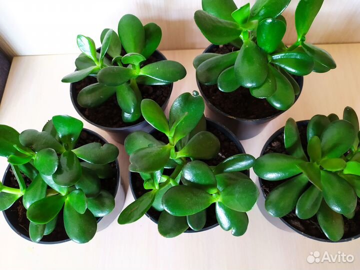 Денежное дерево