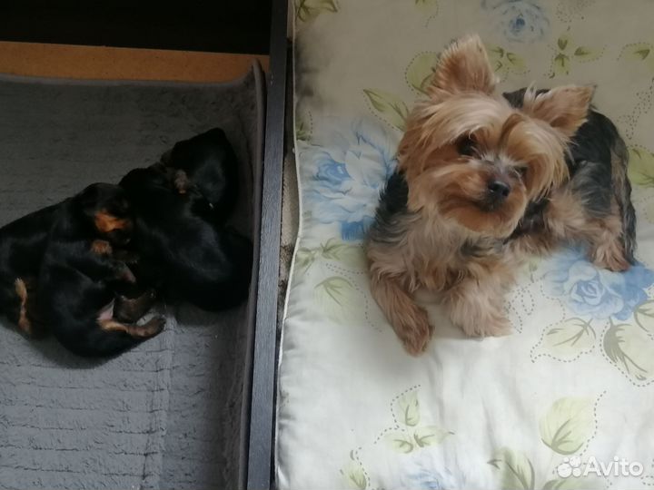 Щенки йоркширский терьер