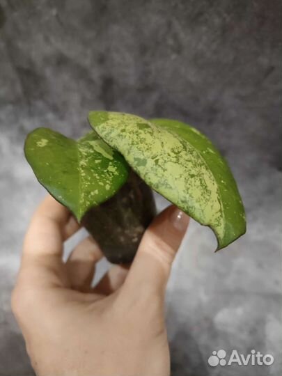 Хойя Джой splash