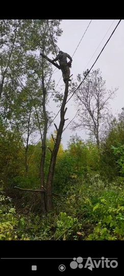 Спилить дерево