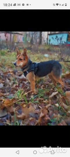 Собака в добрые руки