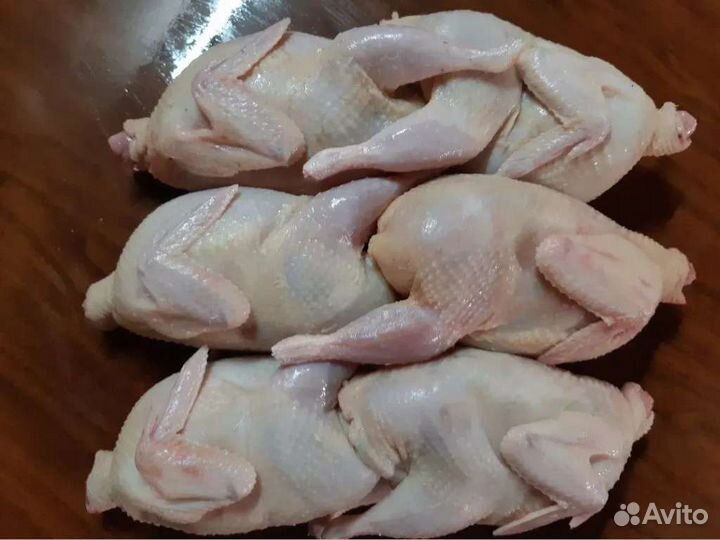 Мясо домашних кур и перепелов