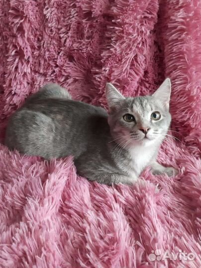 Умница и красавица