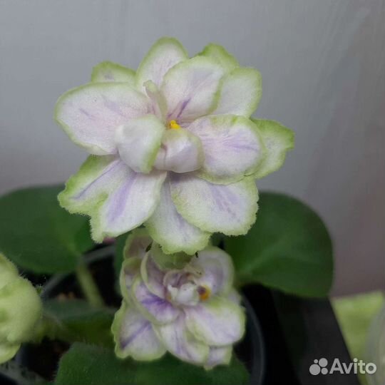 Детки и стартеры сортовых фиалок