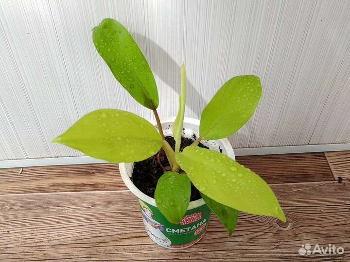 Филодендрон голд