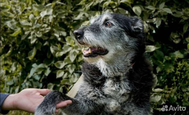 Собака из приюта