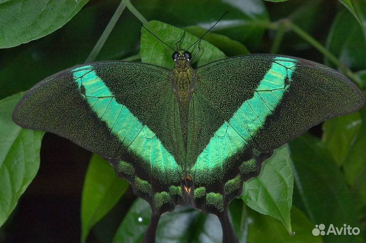 Живые тропические бабочки pspilio palinurus