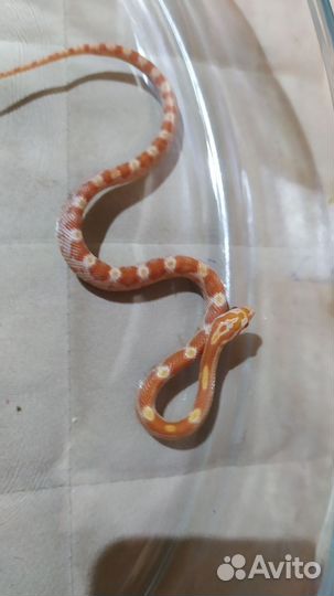 Маисовый полоз