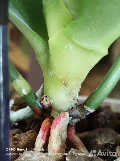 Орхидея фаленопсис Sogo Relex. Ароматная