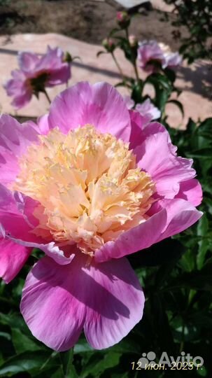 Пионы корневища