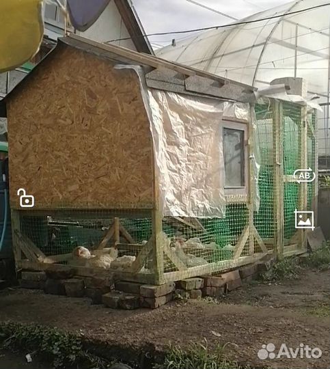 Курятник дачный