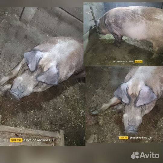 Кабан на племя