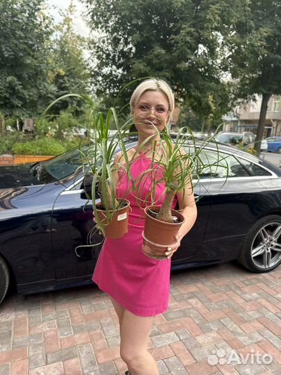 Бутылочное дерево нолина