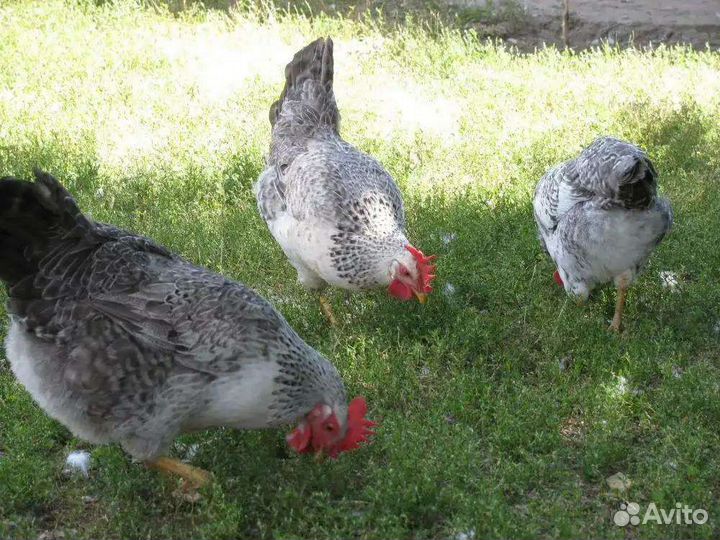 Цыплята подрощенные разных пород