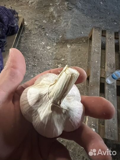 Семенной озимый чеснок Любаша, Богатырь. Семена