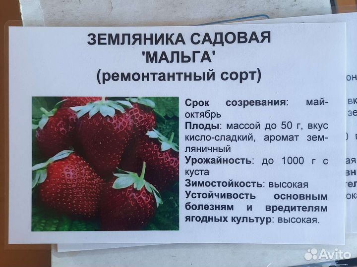 Саженцы ремонтантной клубники