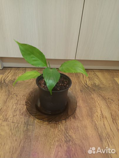 Спатифиллум