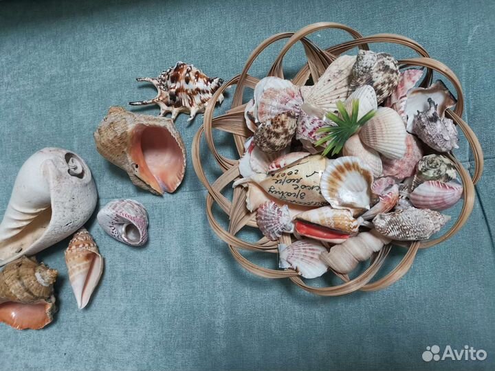 Морские ракушки раковины