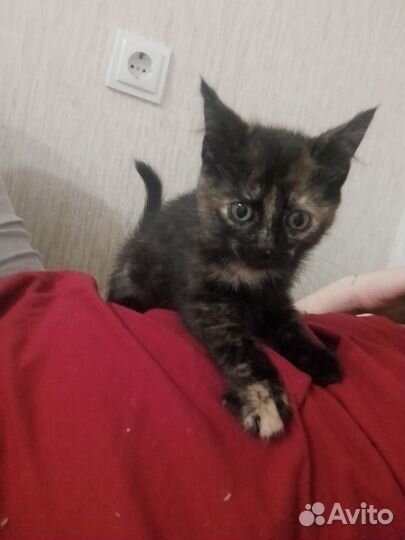 Котята отдам даром