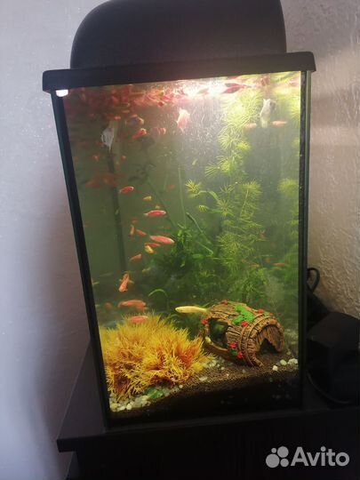 Аквариум с рыбками