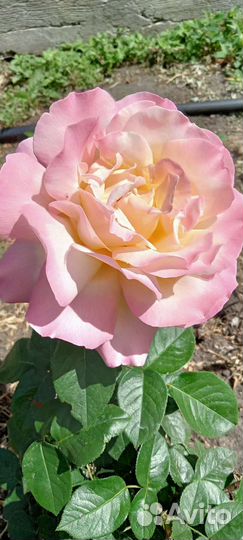 Саженцы роз