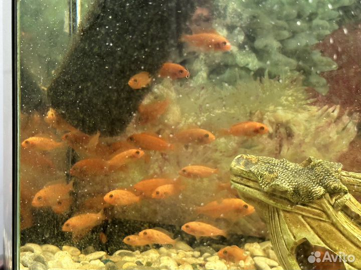 Мальки Цихлид