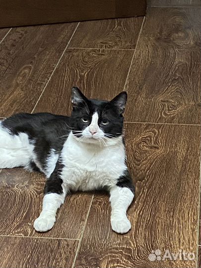 Кот в заботливые руки