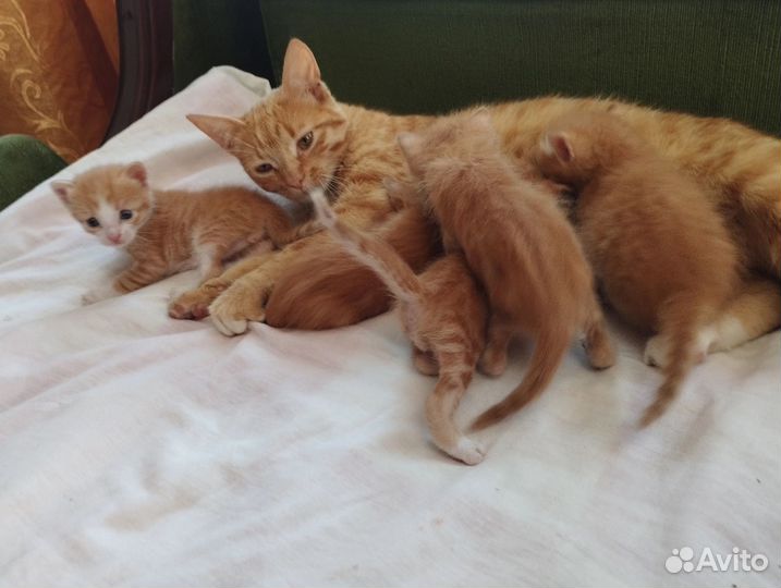 Котята рыжики