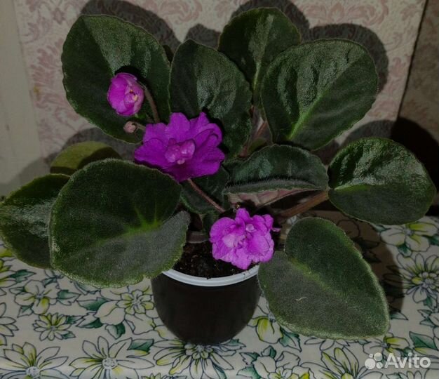 Фиалки продажа