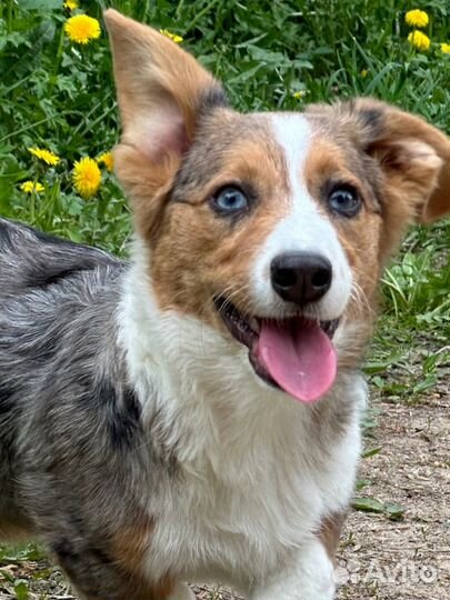 Вельш-корги кардиган мраморный